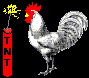 gallo tnt.gif